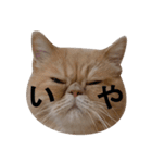 ふく＆つむぎ（鼻ペチャねこ）（個別スタンプ：4）