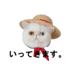 ふく＆つむぎ（鼻ペチャねこ）（個別スタンプ：5）