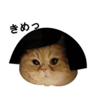 ふく＆つむぎ（鼻ペチャねこ）（個別スタンプ：6）