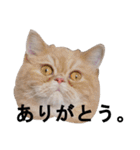 ふく＆つむぎ（鼻ペチャねこ）（個別スタンプ：8）
