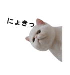 ふく＆つむぎ（鼻ペチャねこ）（個別スタンプ：9）