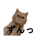 ふく＆つむぎ（鼻ペチャねこ）（個別スタンプ：10）