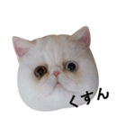 ふく＆つむぎ（鼻ペチャねこ）（個別スタンプ：11）