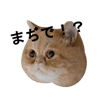 ふく＆つむぎ（鼻ペチャねこ）（個別スタンプ：12）