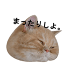 ふく＆つむぎ（鼻ペチャねこ）（個別スタンプ：14）