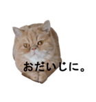 ふく＆つむぎ（鼻ペチャねこ）（個別スタンプ：18）
