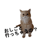 ふく＆つむぎ（鼻ペチャねこ）（個別スタンプ：20）