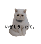 ふく＆つむぎ（鼻ペチャねこ）（個別スタンプ：21）