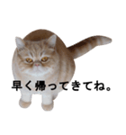 ふく＆つむぎ（鼻ペチャねこ）（個別スタンプ：22）