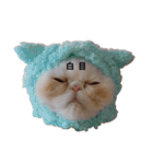 ふく＆つむぎ（鼻ペチャねこ）（個別スタンプ：23）