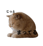 ふく＆つむぎ（鼻ペチャねこ）（個別スタンプ：24）