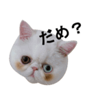 ふく＆つむぎ（鼻ペチャねこ）（個別スタンプ：25）