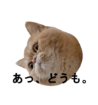 ふく＆つむぎ（鼻ペチャねこ）（個別スタンプ：26）