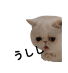 ふく＆つむぎ（鼻ペチャねこ）（個別スタンプ：31）
