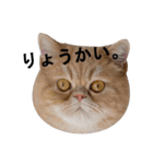 ふく＆つむぎ（鼻ペチャねこ）（個別スタンプ：32）