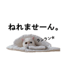 ふく＆つむぎ（鼻ペチャねこ）（個別スタンプ：33）