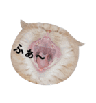 ふく＆つむぎ（鼻ペチャねこ）（個別スタンプ：34）