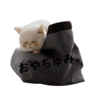 ふく＆つむぎ（鼻ペチャねこ）（個別スタンプ：35）