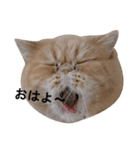 ふく＆つむぎ（鼻ペチャねこ）（個別スタンプ：36）