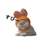 ふく＆つむぎ（鼻ペチャねこ）（個別スタンプ：37）