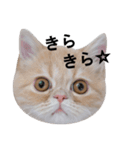 ふく＆つむぎ（鼻ペチャねこ）（個別スタンプ：38）
