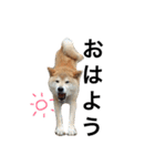 柴犬 ふじまる（個別スタンプ：1）