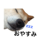 柴犬 ふじまる（個別スタンプ：2）