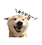柴犬 ふじまる（個別スタンプ：3）