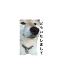 柴犬 ふじまる（個別スタンプ：4）