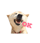 柴犬 ふじまる（個別スタンプ：5）