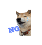 柴犬 ふじまる（個別スタンプ：6）