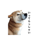 柴犬 ふじまる（個別スタンプ：7）