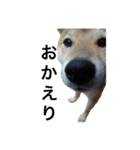 柴犬 ふじまる（個別スタンプ：8）