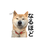 柴犬 ふじまる（個別スタンプ：9）