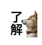 柴犬 ふじまる（個別スタンプ：10）