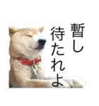 柴犬 ふじまる（個別スタンプ：11）