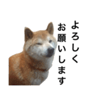 柴犬 ふじまる（個別スタンプ：12）