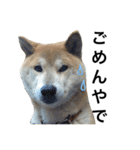 柴犬 ふじまる（個別スタンプ：13）