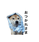 柴犬 ふじまる（個別スタンプ：14）