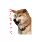 柴犬 ふじまる（個別スタンプ：15）