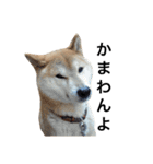 柴犬 ふじまる（個別スタンプ：16）