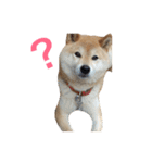 柴犬 ふじまる（個別スタンプ：17）