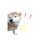 柴犬 ふじまる（個別スタンプ：18）