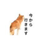 柴犬 ふじまる（個別スタンプ：19）