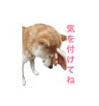 柴犬 ふじまる（個別スタンプ：20）