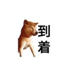 柴犬 ふじまる（個別スタンプ：21）