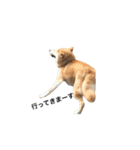 柴犬 ふじまる（個別スタンプ：22）