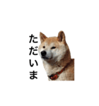 柴犬 ふじまる（個別スタンプ：23）