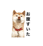 柴犬 ふじまる（個別スタンプ：24）