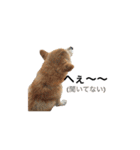 柴犬 ふじまる（個別スタンプ：25）